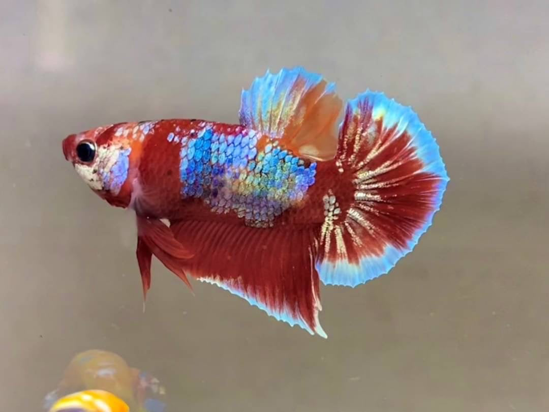 Rare Pair Koi Multicolors Betta Fish