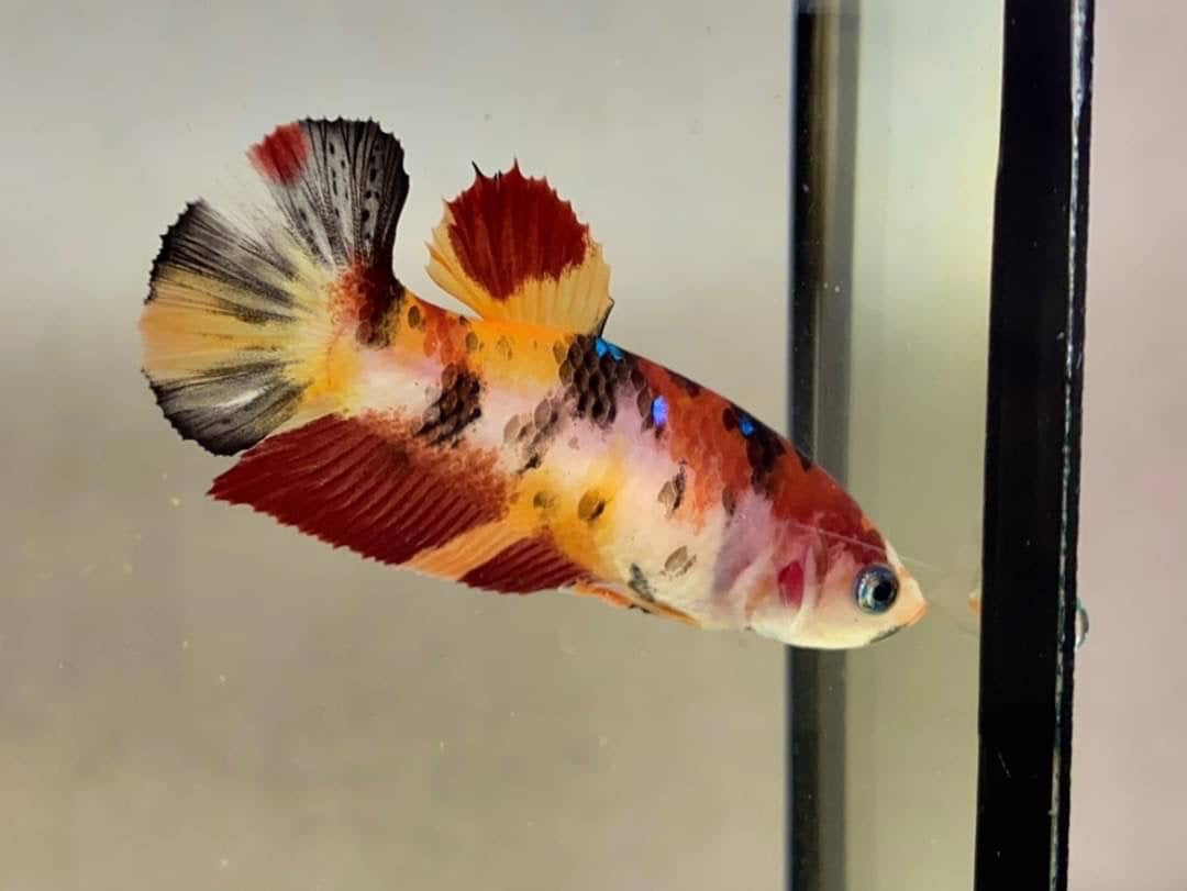 Rare Pair Koi Multicolors Betta Fish