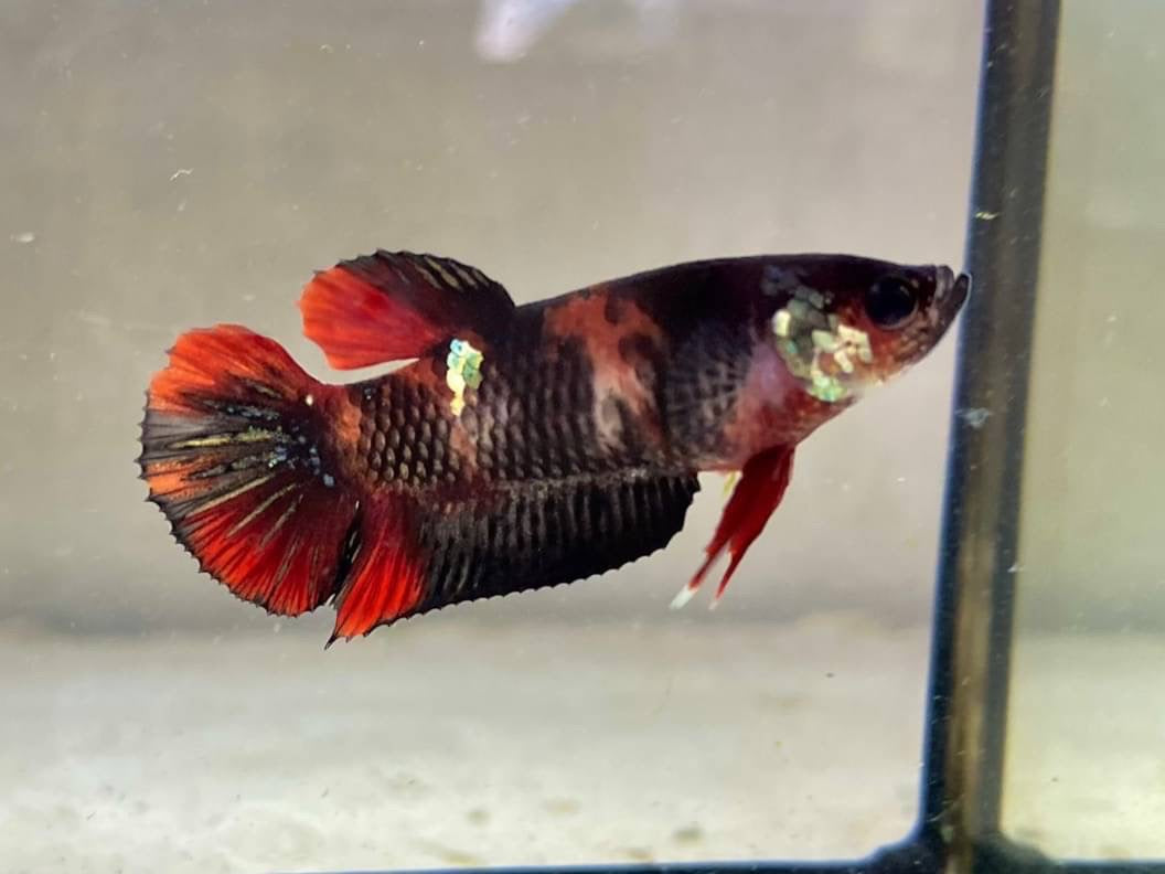 Rare Pair Red Copper Betta Fish