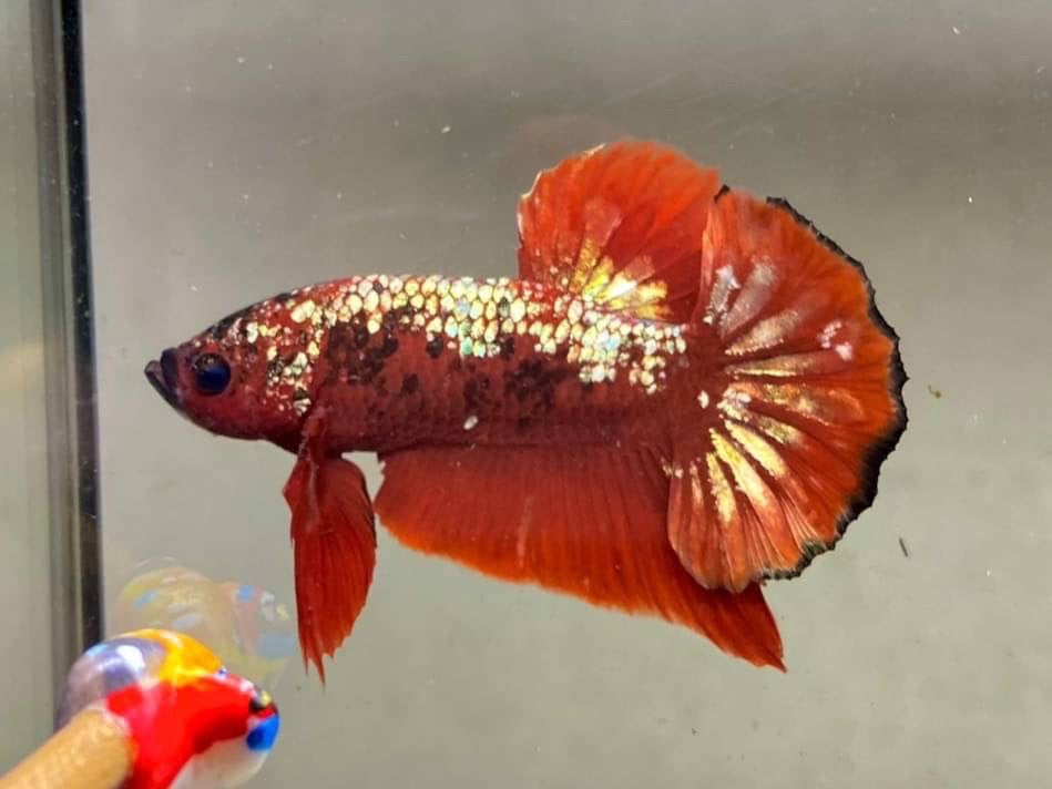 Rare Pair Red Copper Betta Fish