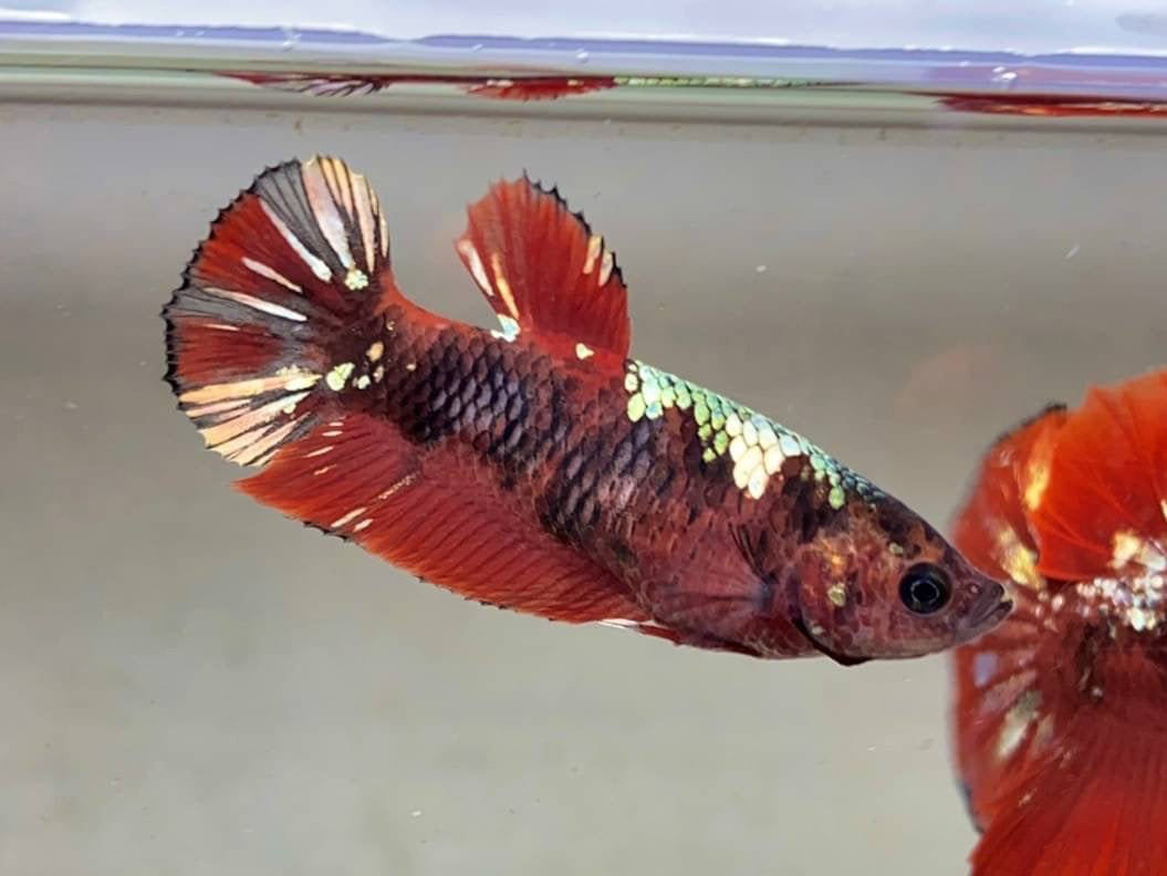 Rare Pair Red Copper Betta Fish