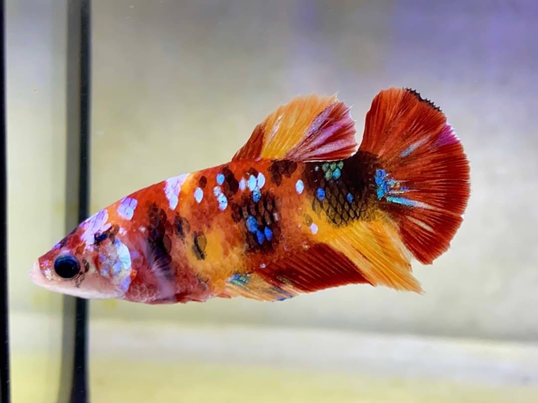 Rare Pair Koi Multicolors Betta Fish