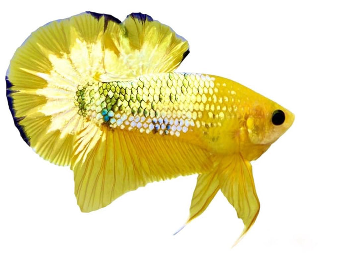 Pair Yellow Copper Startail Betta Fish