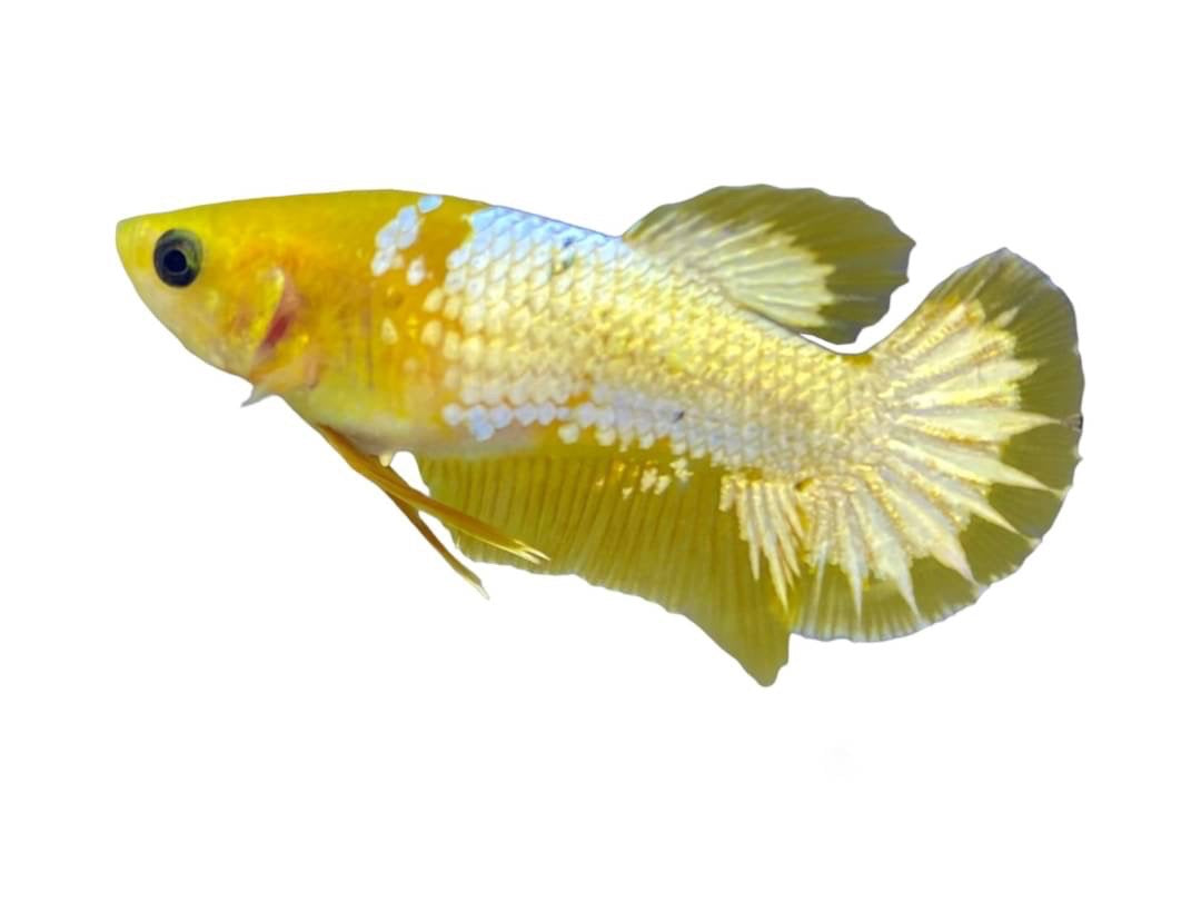 Pair Yellow Copper Startail Betta Fish