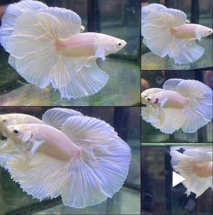 Halfmoon White Betta Fish