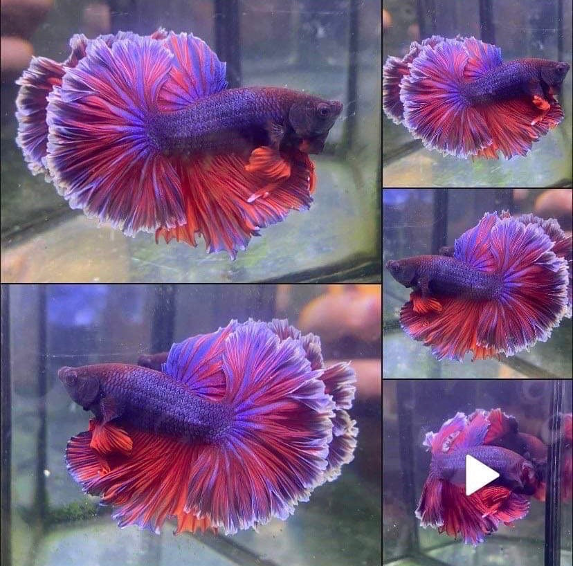 orange purple betta fish
