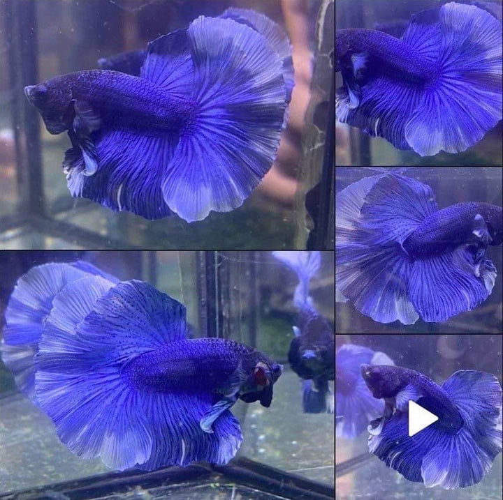 Halfmoon Blue Betta Fish (Male)