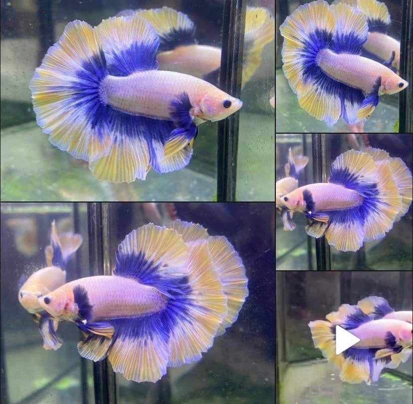 Halfmoon Butterfly Mustard Betta Fish