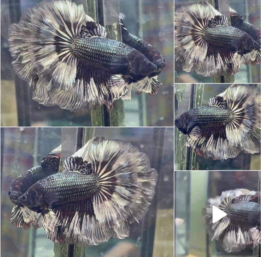 Halfmoon Platinum Betta Fish (Male)