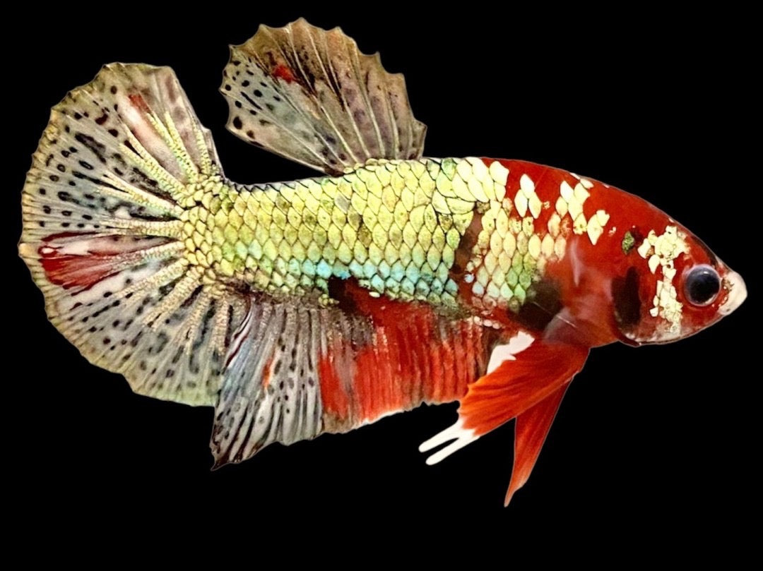 Rare Pair Copper Multicolors Betta Fish