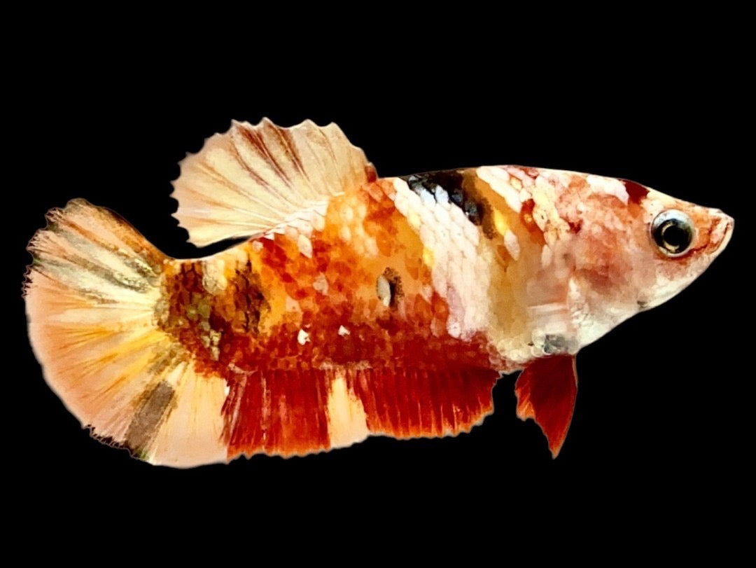 Rare Pair Copper Multicolors Betta Fish