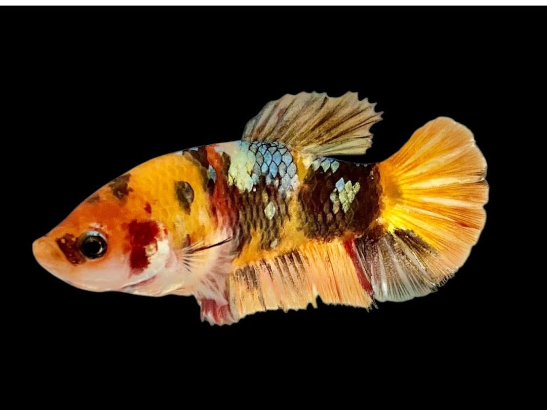 Rare Pair Copper Multicolors Betta Fish