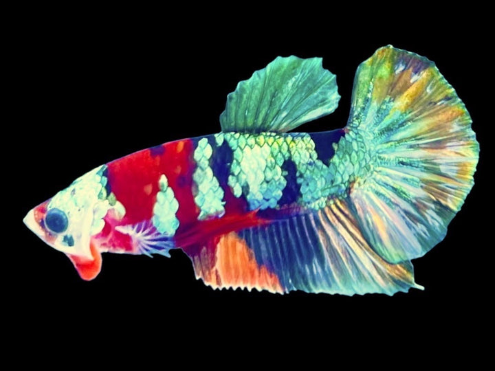 Rare Pair Copper Multicolors Betta Fish