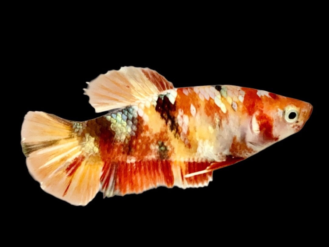 Rare Pair Copper Multicolors Betta Fish