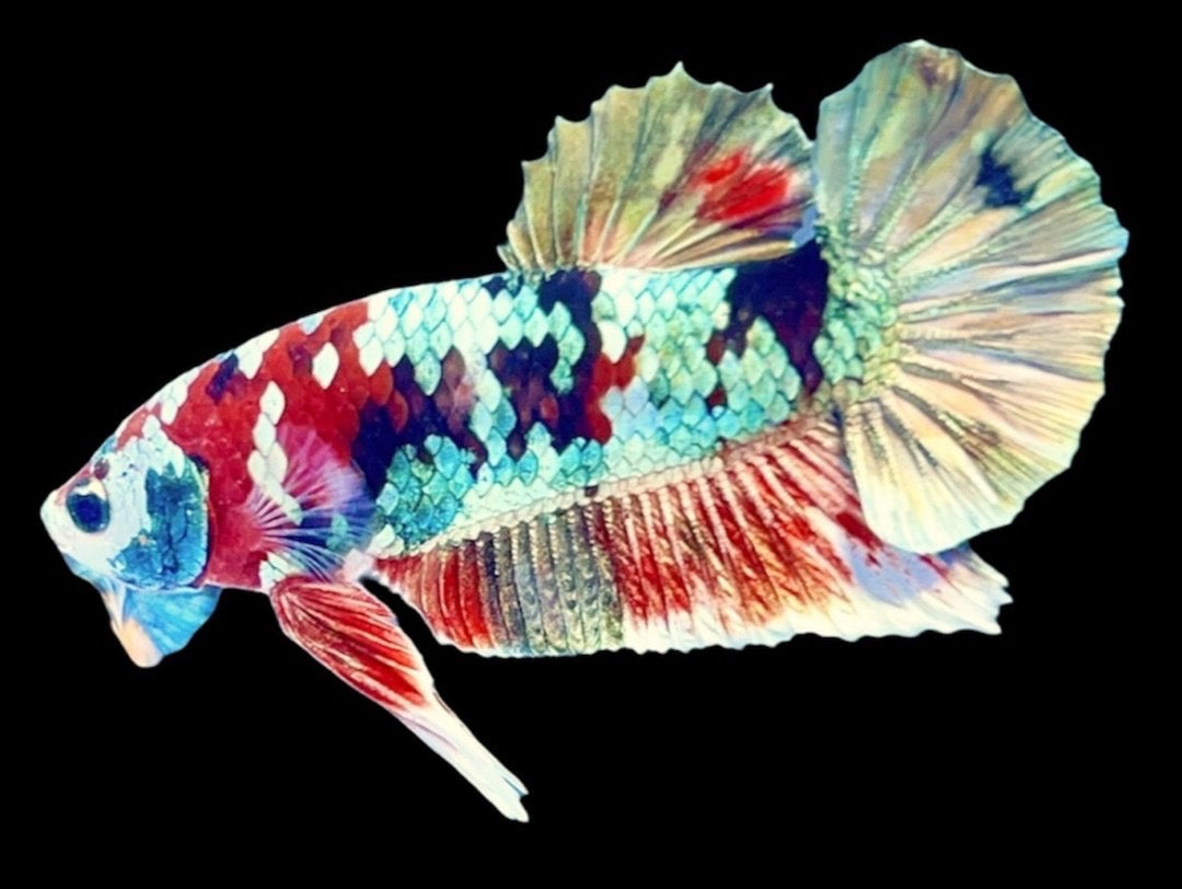 Rare Pair Copper Multicolors Betta Fish