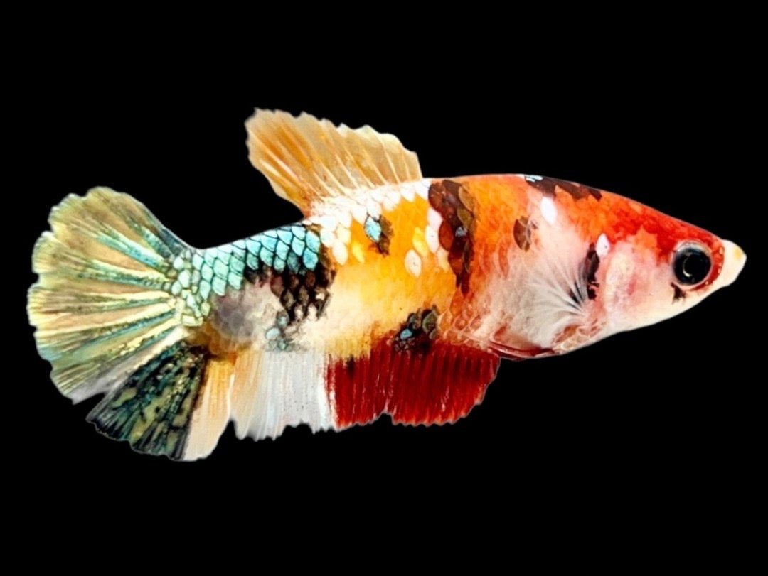 Rare Pair Copper Multicolors Betta Fish