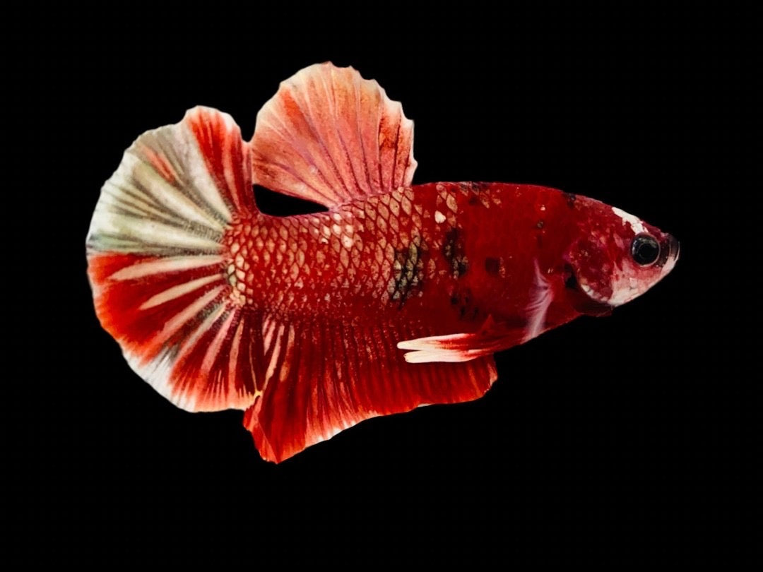 Rare Pair Red Copper Betta Fish