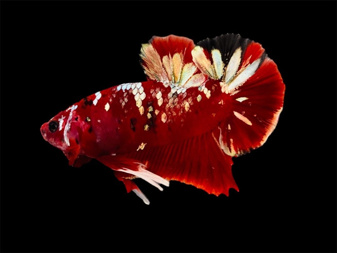 Rare Pair Red Copper Betta Fish