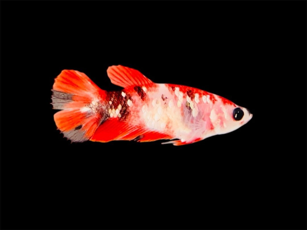 Rare Pair Red Copper Betta Fish