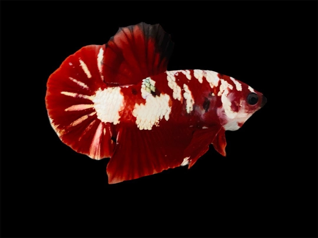 Rare Pair Red Copper Betta Fish