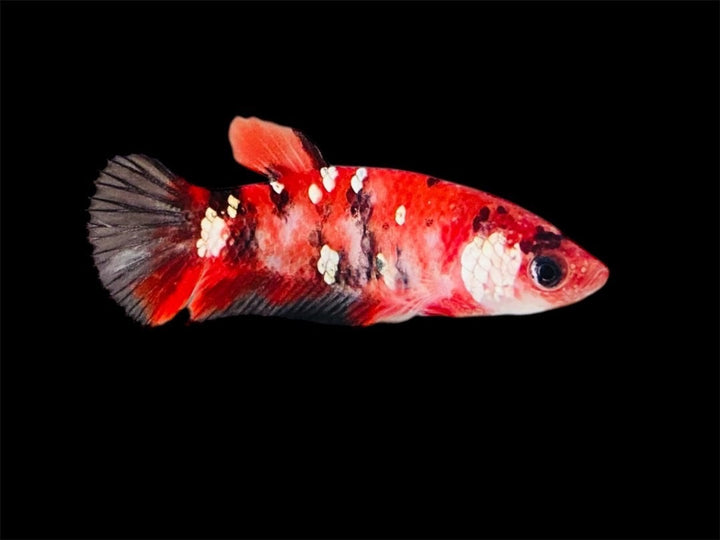 Rare Pair Red Copper Betta Fish