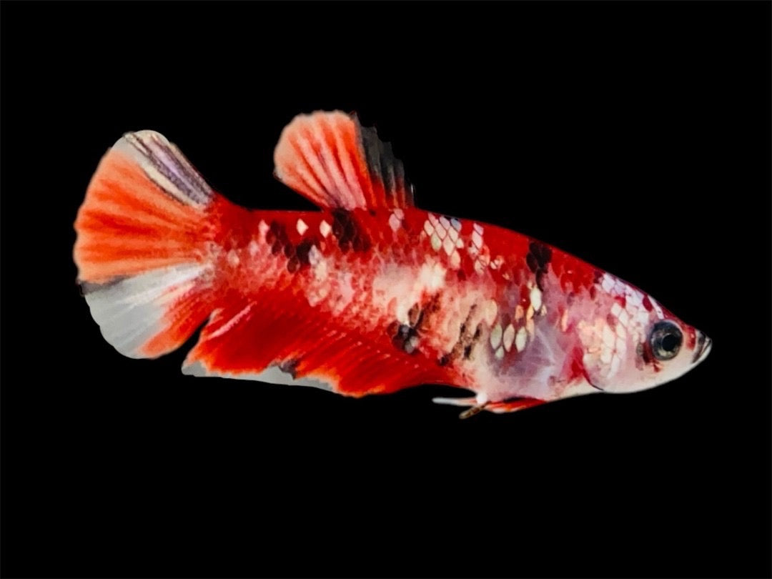 Rare Pair Red Copper Betta Fish