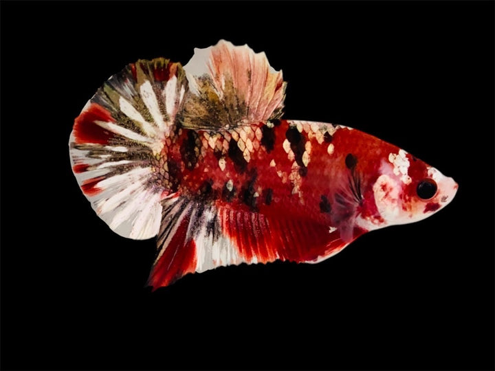 Rare Pair Red Copper Betta Fish