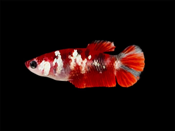 Rare Pair Red Copper Betta Fish