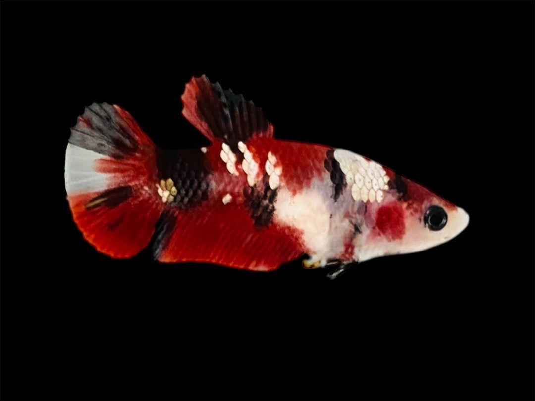 Rare Pair Red Copper Betta Fish