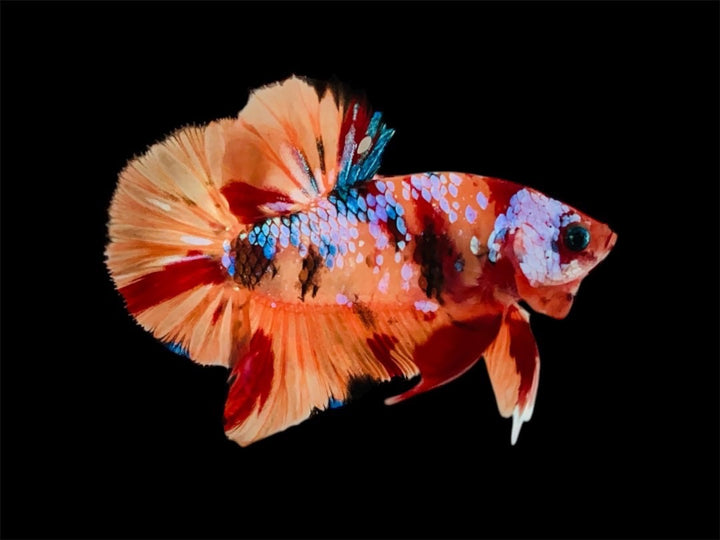 Rare Pair Koi Multicolors Betta Fish