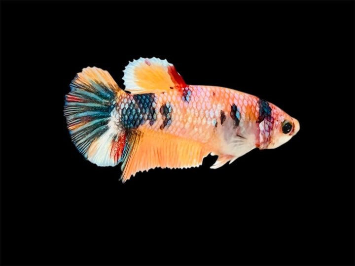 Rare Pair Koi Multicolors Betta Fish