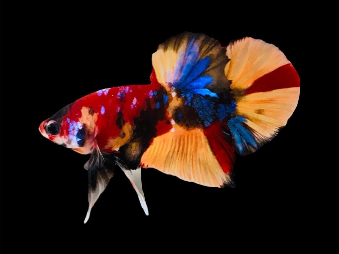 Rare Pair Koi Multicolors Betta Fish