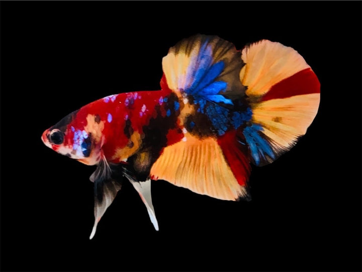 Rare Pair Koi Multicolors Betta Fish