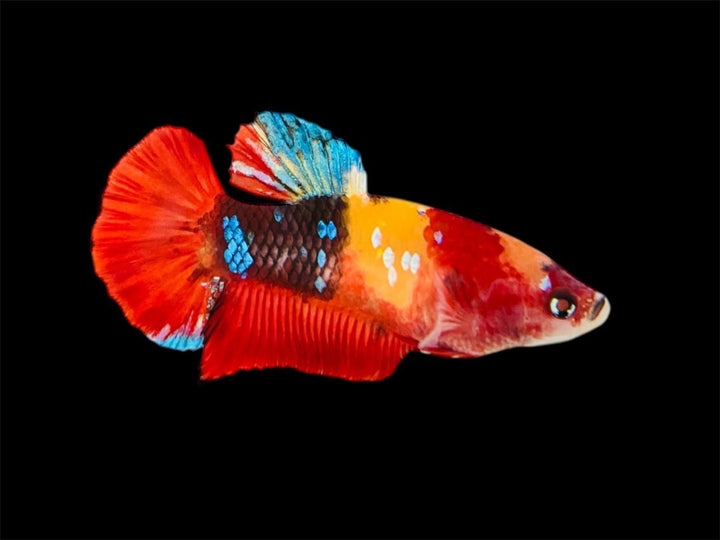 Rare Pair Koi Multicolors Betta Fish