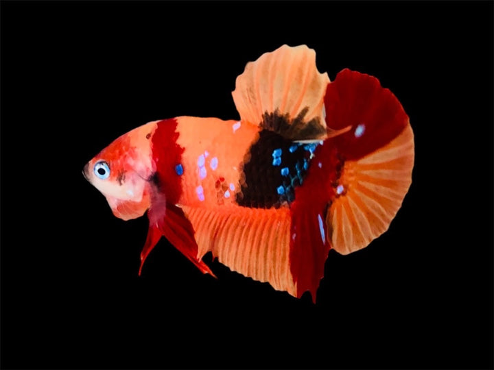 Rare Pair Koi Multicolors Betta Fish