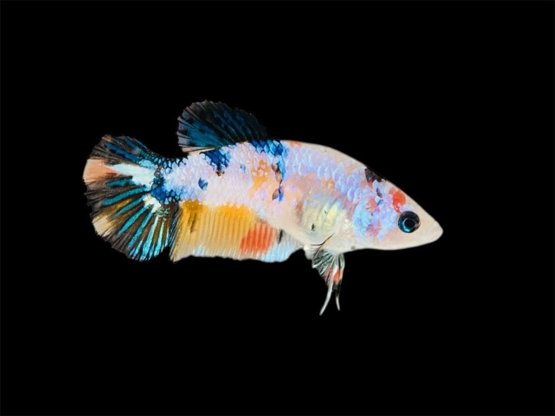 Rare Pair Koi Multicolors Betta Fish