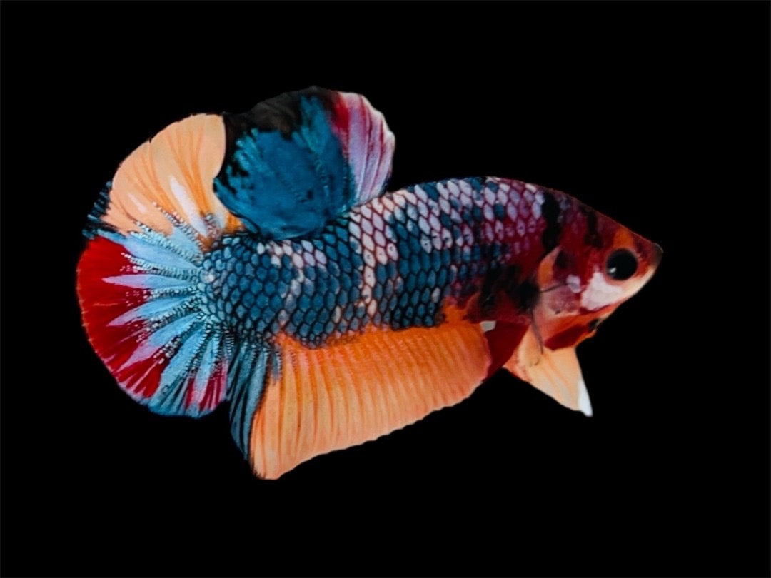 Rare Pair Koi Multicolors Betta Fish