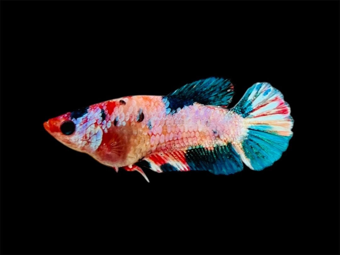 Rare Pair Koi Multicolors Betta Fish