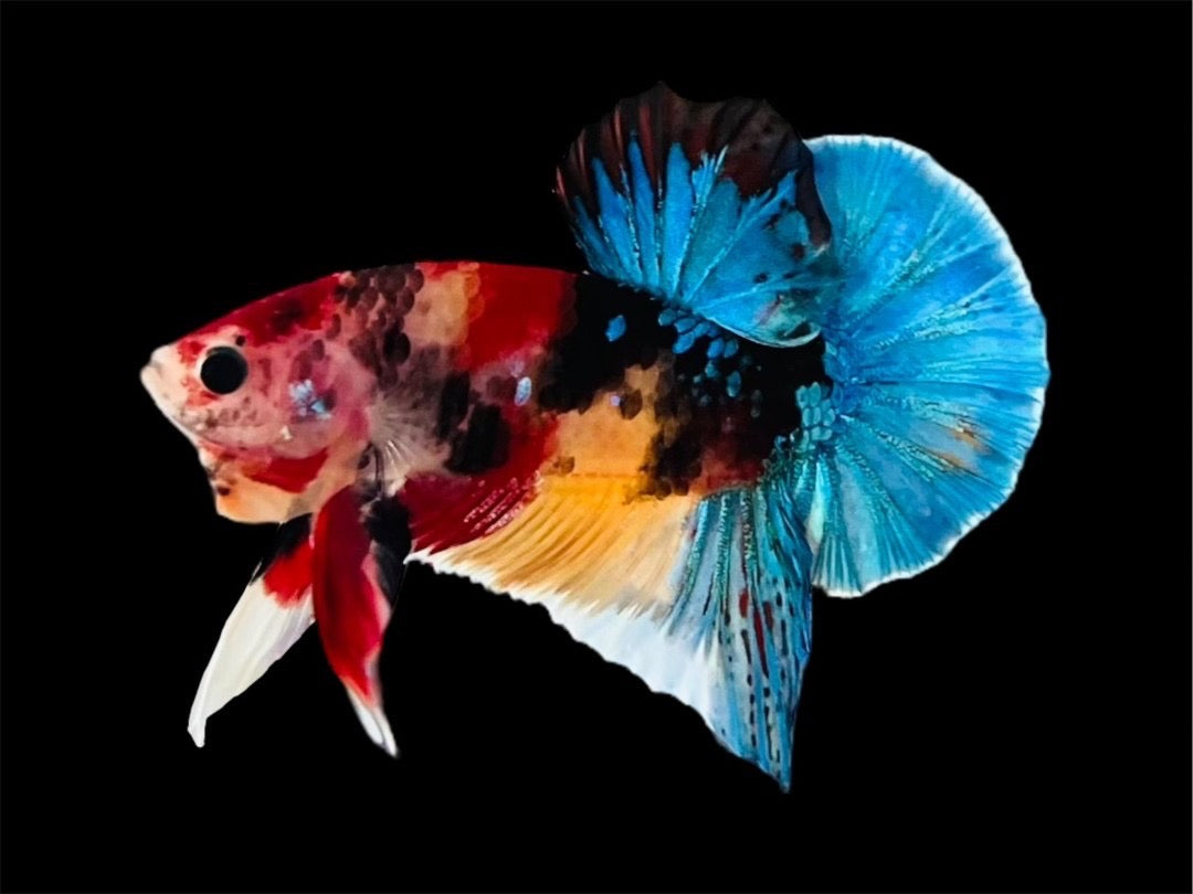 Rare Pair Koi Multicolors Betta Fish (Male & Female)