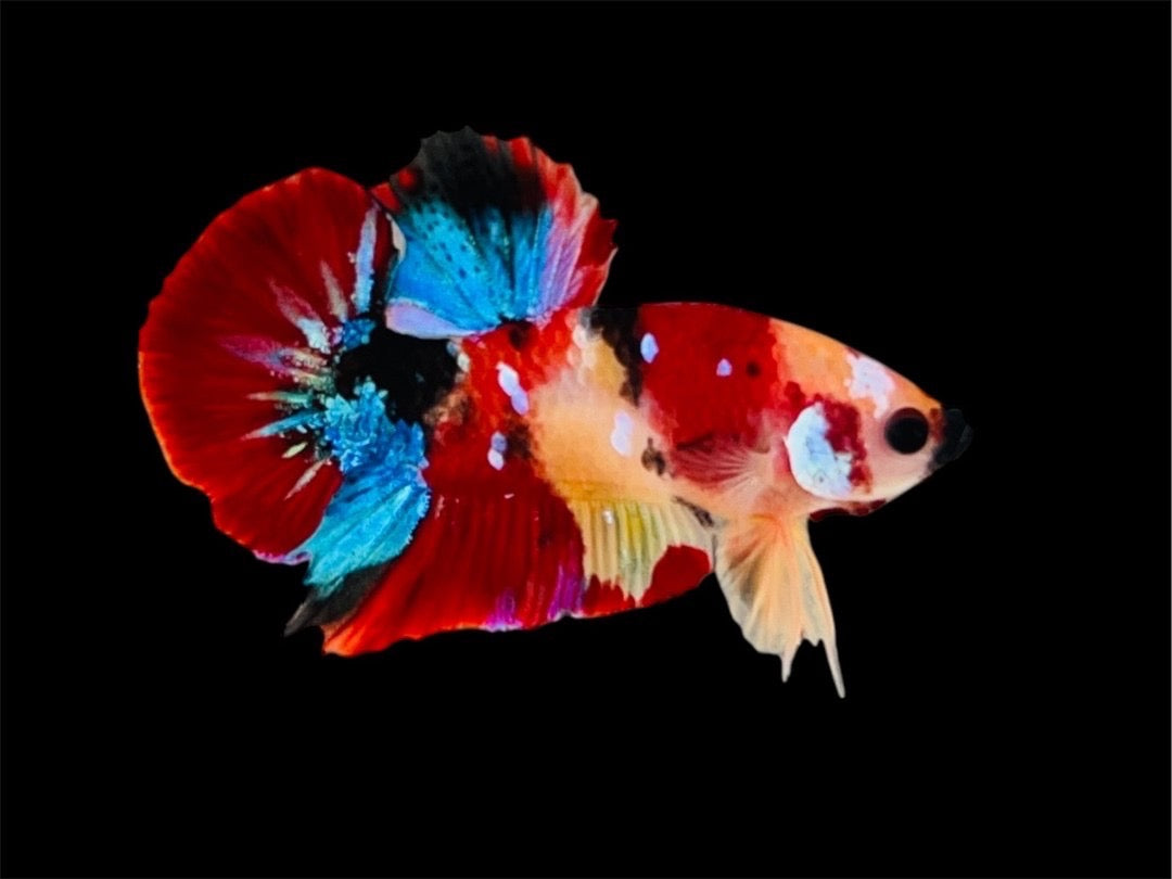 Rare Pair Koi Multicolors Betta Fish