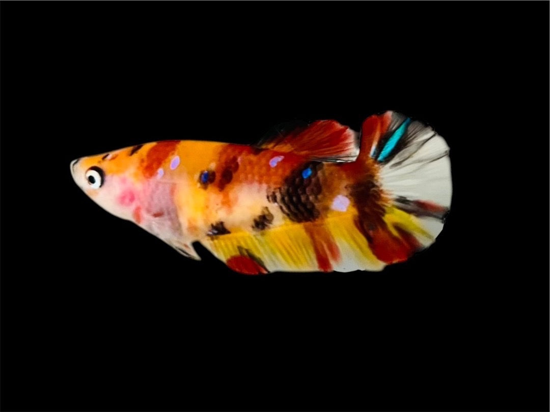 Rare Pair Koi Multicolors Betta Fish