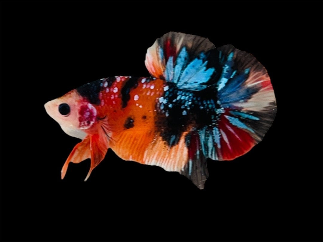 Rare Pair Koi Multicolors Betta Fish