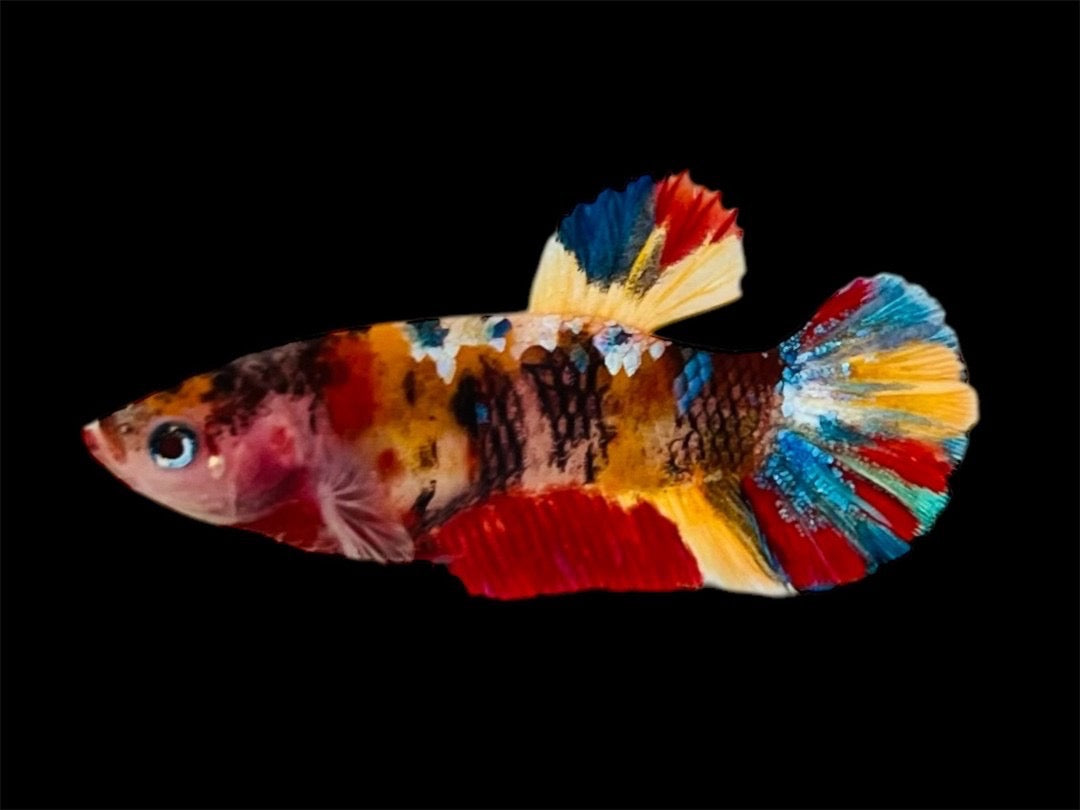 Rare Pair Koi Multicolors Betta Fish