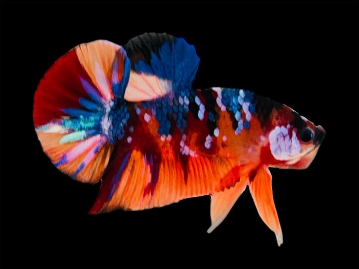 Rare Pair Koi Multicolors Betta Fish