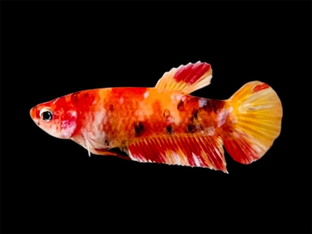 Rare Pair Koi Multicolors Betta Fish