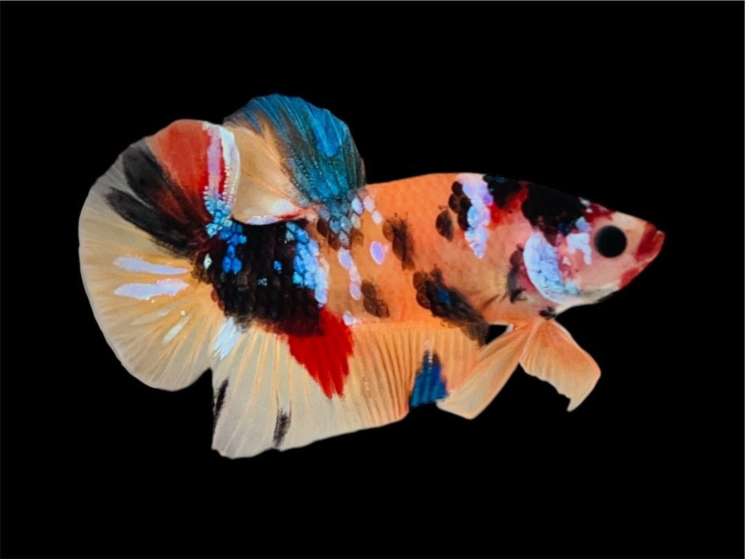 Rare Pair Koi Multicolors Betta Fish