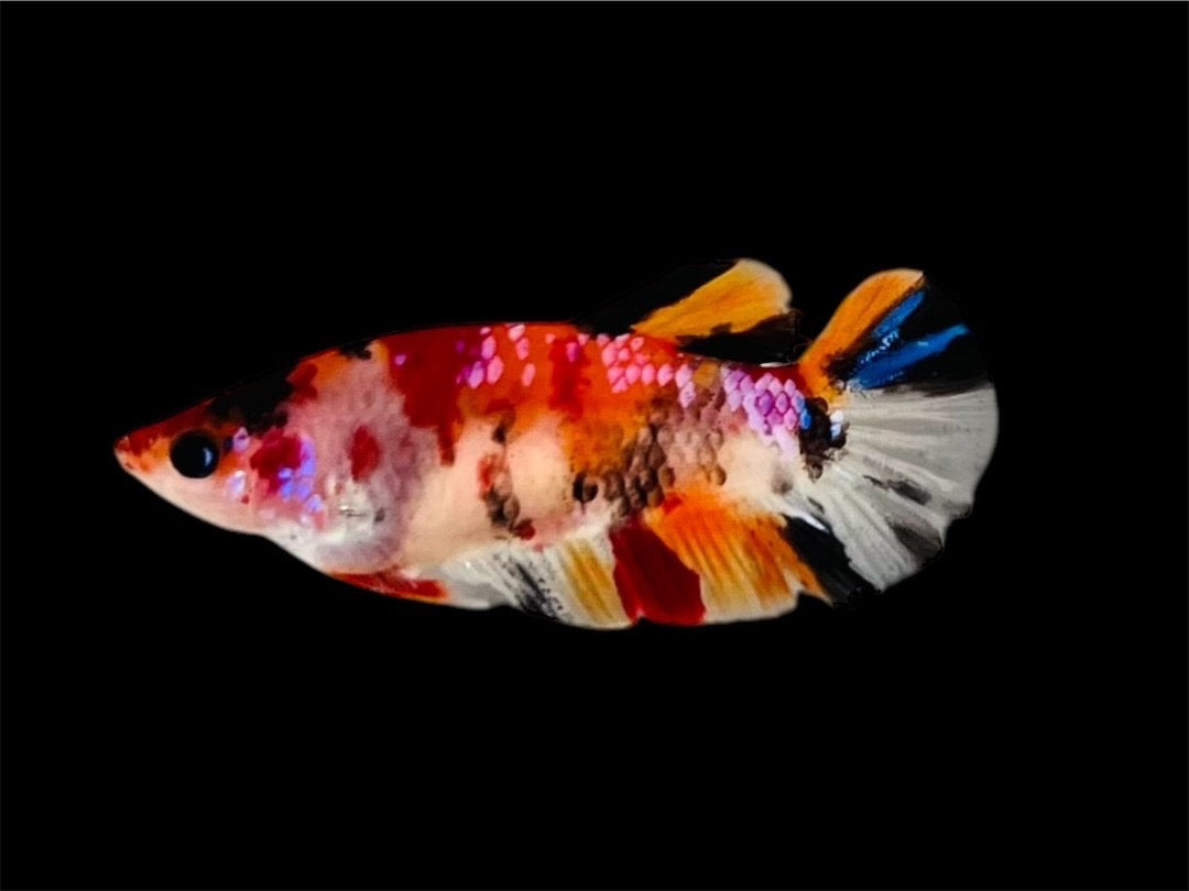 Rare Pair Koi Multicolors Betta Fish