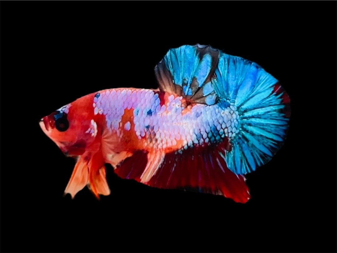 Rare Pair Koi Multicolors Betta Fish