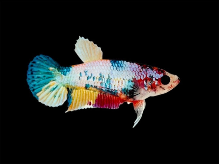 Rare Pair Koi Multicolors Betta Fish