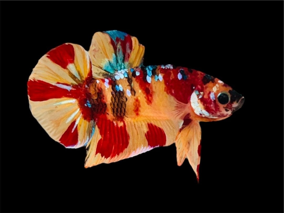 Rare Pair Koi Multicolors Betta Fish